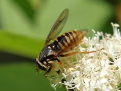 Temnostoma alternans