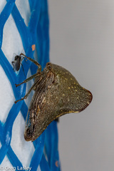 Telamona monticola