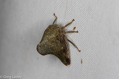 Telamona monticola