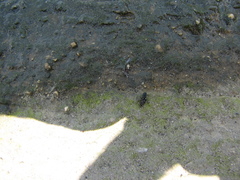 Ellipes minuta