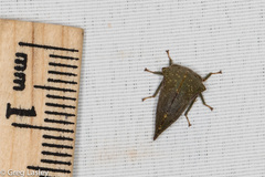 Telamona monticola