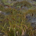 Carex borbonica - Photo (c) José Ignacio Márquez Corro, algunos derechos reservados (CC BY-NC), subido por José Ignacio Márquez Corro