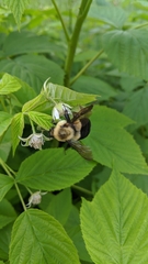 Bombus impatiens