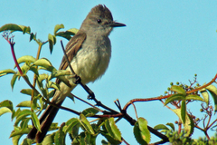 Ash-Throated Flycatcher photo 2