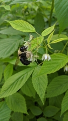 Bombus impatiens