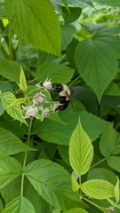 Bombus impatiens