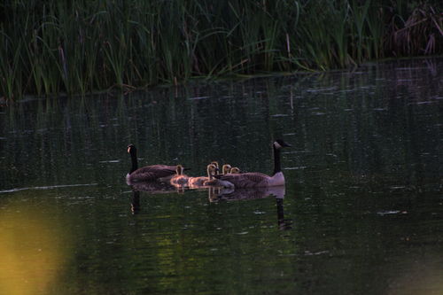 Canada Goose photographed in New Hampshire