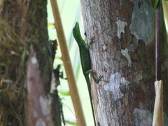 Anolis gemmosus