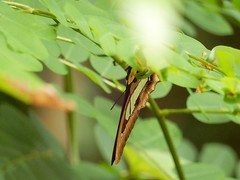 Polyura hebe