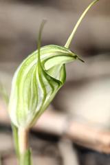 Pterostylis robusta