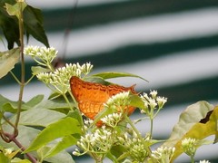 Vindula dejone erotella