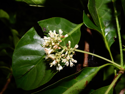 Chimarrhis microcarpa · NaturaLista Mexico