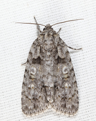 Acronicta ovata