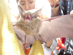 Myotis auriculus