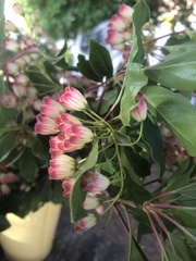 Enkianthus