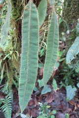 Elaphoglossum sprucei
