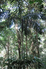 Bactris gasipaes chichagui