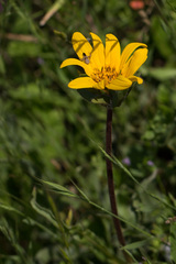 Wyethia angustifolia