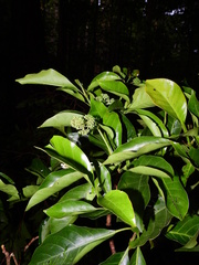 Chimarrhis microcarpa