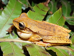 Boana bischoffi