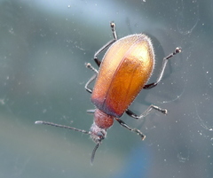 Ecnolagria rufescens