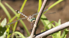 Cordulegaster bilineata
