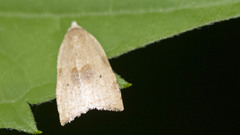 Coelostathma discopunctana