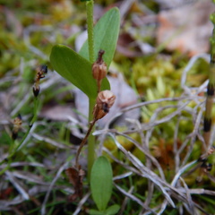 Neottia borealis