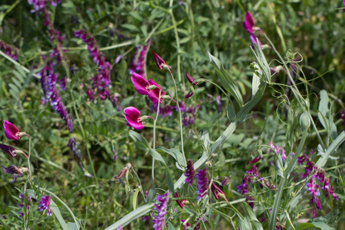 Tangier Pea
