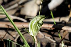 Pterostylis robusta