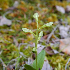 Neottia borealis