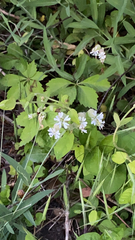 Silene stellata