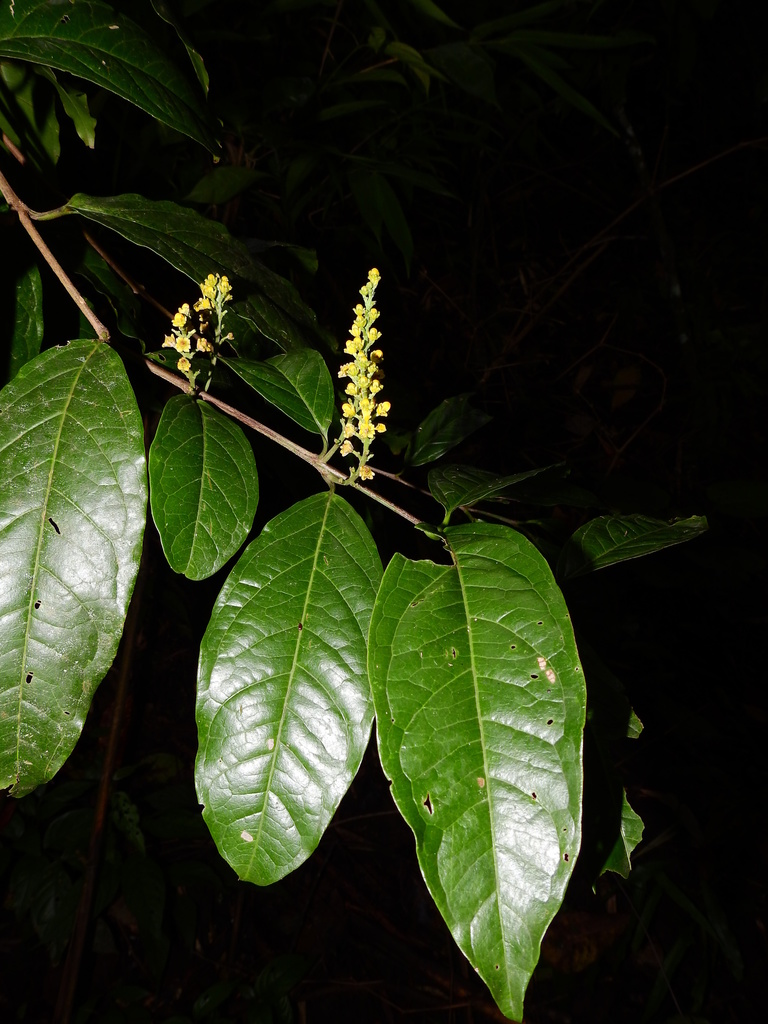 Bunchosia decussiflora