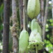 Trianaea nobilis - Photo (c) nicolapeel, algunos derechos reservados (CC BY-NC)