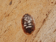 Laxta granicollis
