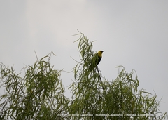 Chrysomus icterocephalus bogotensis