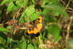 Chlosyne lacinia saundersi