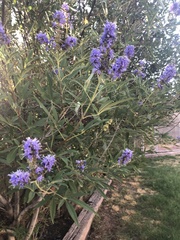 Vitex agnus-castus