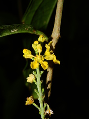 Bunchosia decussiflora