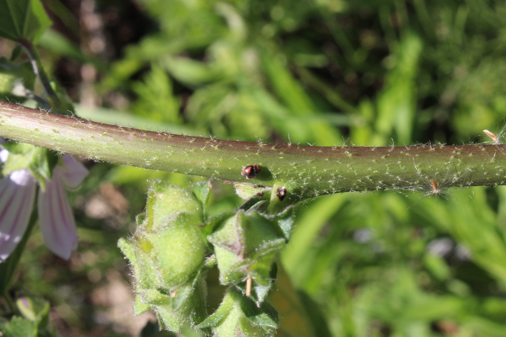 Lady beetle