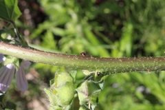 Scymnus subvillosus