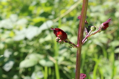 Scrophularia auriculata
