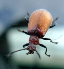 Ecnolagria rufescens