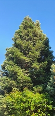 Sequoia sempervirens
