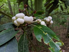 Exobasidium vaccinii