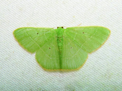 Nemoria remota