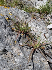 Plantago maritima juncoides