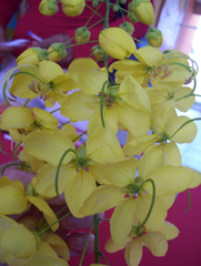 Cassia fistula