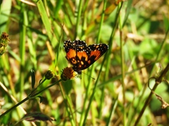 Chlosyne lacinia saundersi