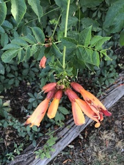 Campsis radicans